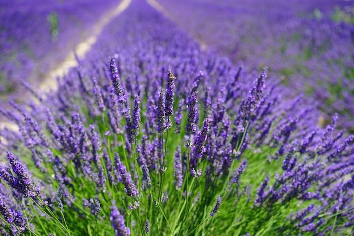 campo de lavanda - lavanda angustifolia