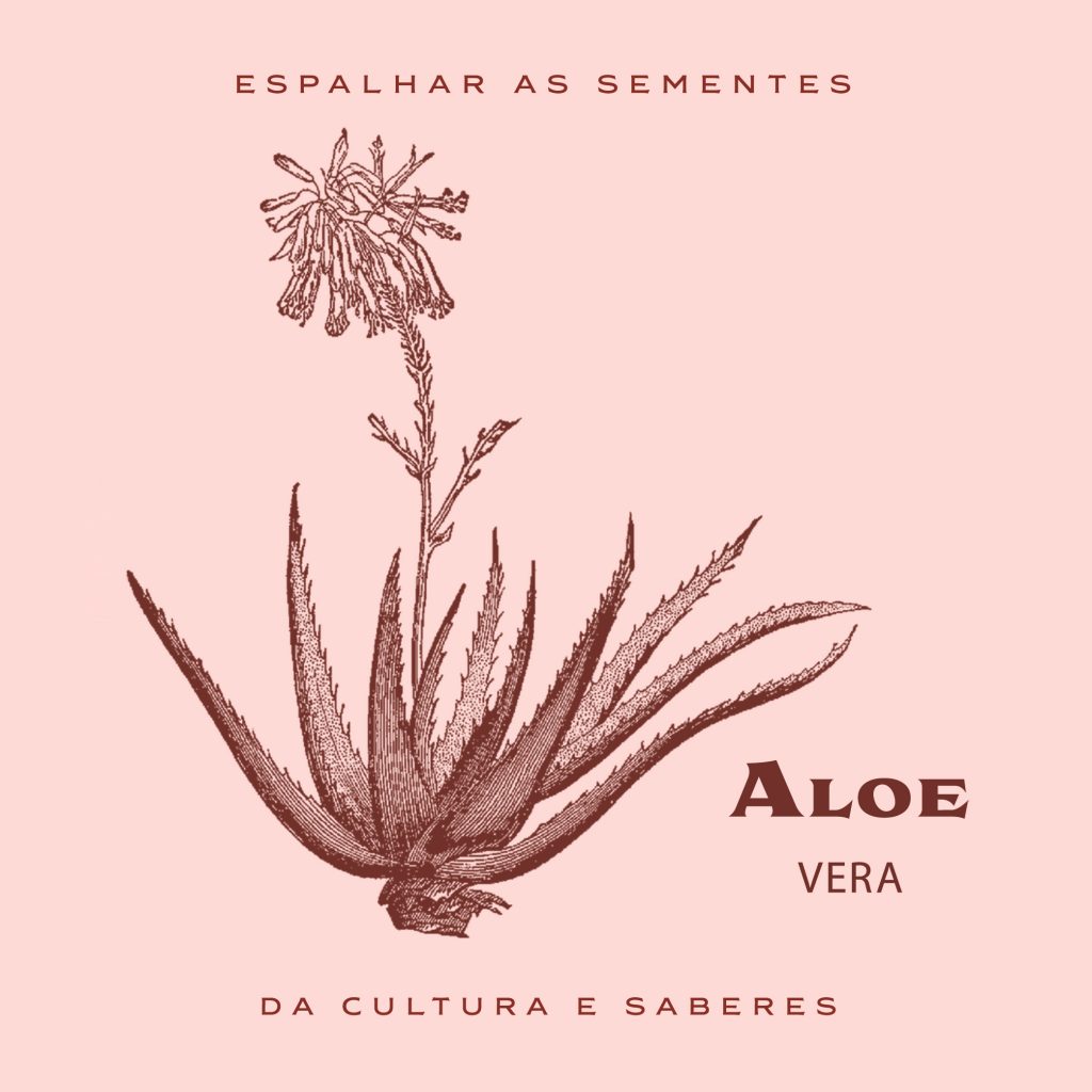 Babosa - Aloe vera