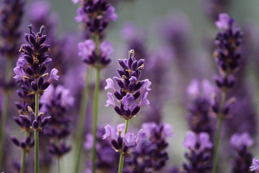 lavanda flor lavanda angustifolia